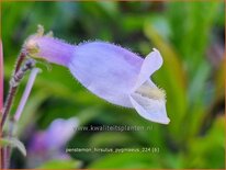 Penstemon hirsutus &#39;Pygmaeus&#39;