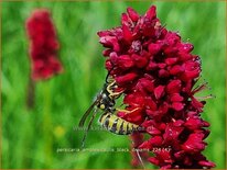 Persicaria amplexicaulis 'Black Dreams'