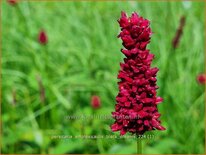 Persicaria amplexicaulis 'Black Dreams'