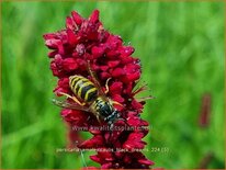 Persicaria amplexicaulis 'Black Dreams'