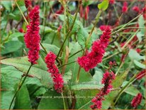 Persicaria amplexicaulis 'Bloody Mary'