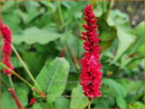 Persicaria amplexicaulis 'Bloody Mary'