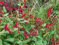 Persicaria amplexicaulis 'Bloody Mary'