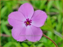 Phlox stolonifera &#39;Millstream&#39;