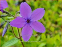 Phlox stolonifera &#39;Purpurea&#39;