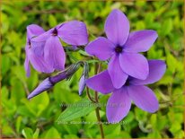 Phlox stolonifera &#39;Purpurea&#39;