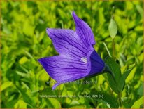 Platycodon grandiflorus &#39;Fuji Blue&#39;