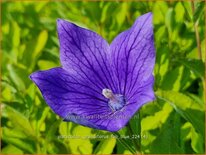 Platycodon grandiflorus &#39;Fuji Blue&#39;