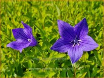 Platycodon grandiflorus &#39;Fuji Blue&#39;