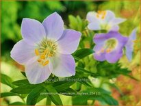 Polemonium caeruleum 'Hopleys'