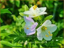 Polemonium caeruleum 'Hopleys'