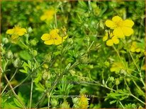 Potentilla argentea