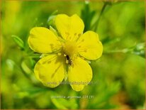 Potentilla argentea