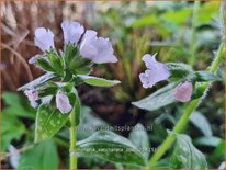 Pulmonaria saccharata &#39;Opal&#39;