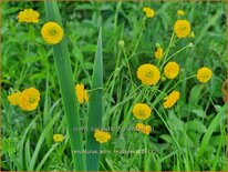 Ranunculus acris &#39;Multiplex&#39;