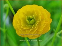 Ranunculus acris &#39;Multiplex&#39;