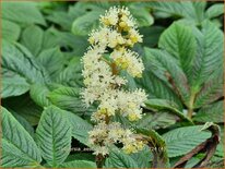 Rodgersia aesculifolia &#39;Werner Muller&#39;