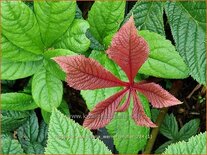 Rodgersia aesculifolia &#39;Werner Muller&#39;