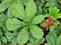 Rodgersia aesculifolia &#39;Werner Muller&#39;