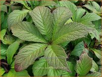 Rodgersia 'Badenweiler'