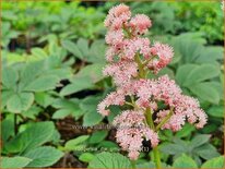 Rodgersia &#39;Die Gmunde&#39;