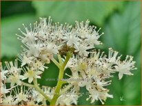 Rodgersia &#39;Spitzentänzerin&#39;