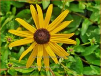 Rudbeckia fulgida 'Goldblitz'