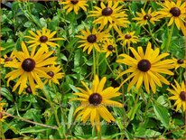 Rudbeckia fulgida 'Goldblitz'