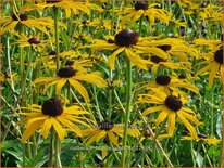 Rudbeckia fulgida 'Goldblitz'