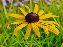 Rudbeckia fulgida 'Goldblitz'