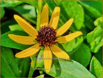 Rudbeckia 'Sun Ka Ching'