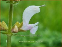 Salvia nemorosa &#39;Snow Kiss&#39;