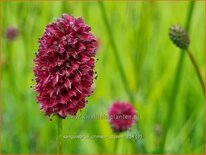 Sanguisorba &#39;Crimson Queen&#39;