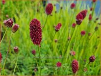 Sanguisorba &#39;Crimson Queen&#39;