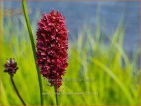 Sanguisorba &#39;Crimson Queen&#39;