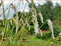 Sanguisorba tenuifolia &#39;All Time High&#39;