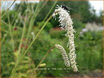 Sanguisorba tenuifolia &#39;All Time High&#39;