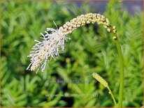 Sanguisorba tenuifolia &#39;All Time High&#39;