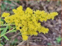 Solidago 'Loysder Crown'