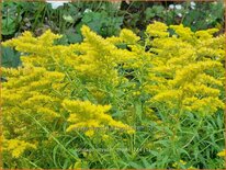 Solidago 'Loysder Crown'