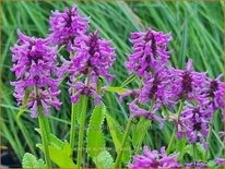 Stachys &#39;Summer Grapes&#39;