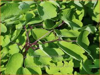 Thalictrum aquilegifolium &#39;The Cloud&#39;