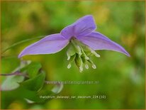 Thalictrum delavayi var. decorum