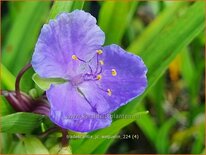 Tradescantia &#39;J.C. Weguelin&#39;