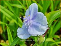 Tradescantia &#39;Ocean Blue&#39;