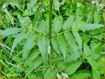 Valeriana officinalis