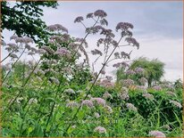 Valeriana officinalis