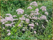 Valeriana officinalis