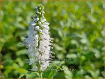 Veronica longifolia 'White Jolanda'