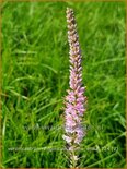 Veronicastrum virginicum 'Kleine Erika'